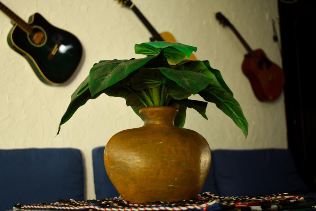 Foto dalla galleria di Hostal Loco Coco Loco a Città di Panama