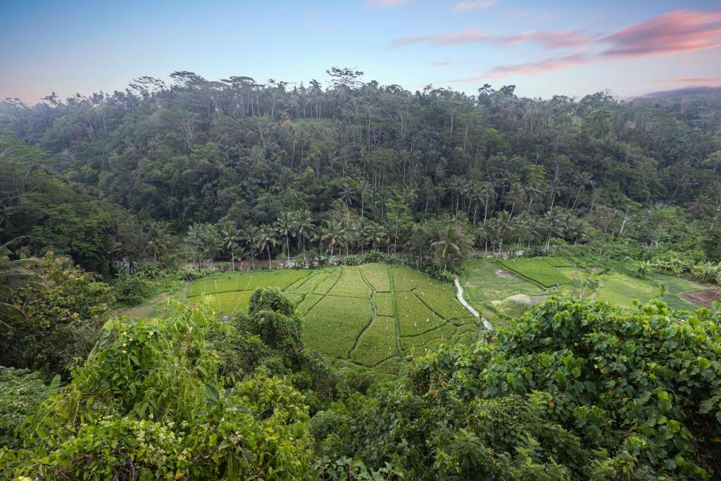 una vista aérea de un campo en el bosque en Black Penny Villas Ubud, en Ubud