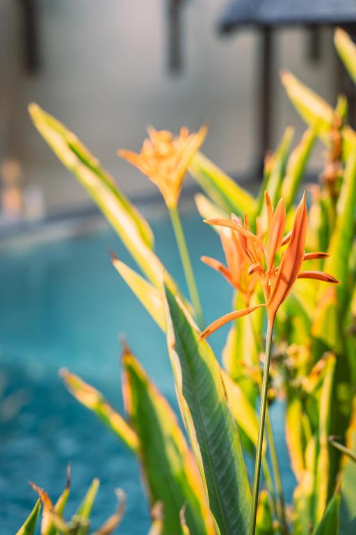 Bazén v ubytování Gili Divers Hotel nebo v jeho okolí