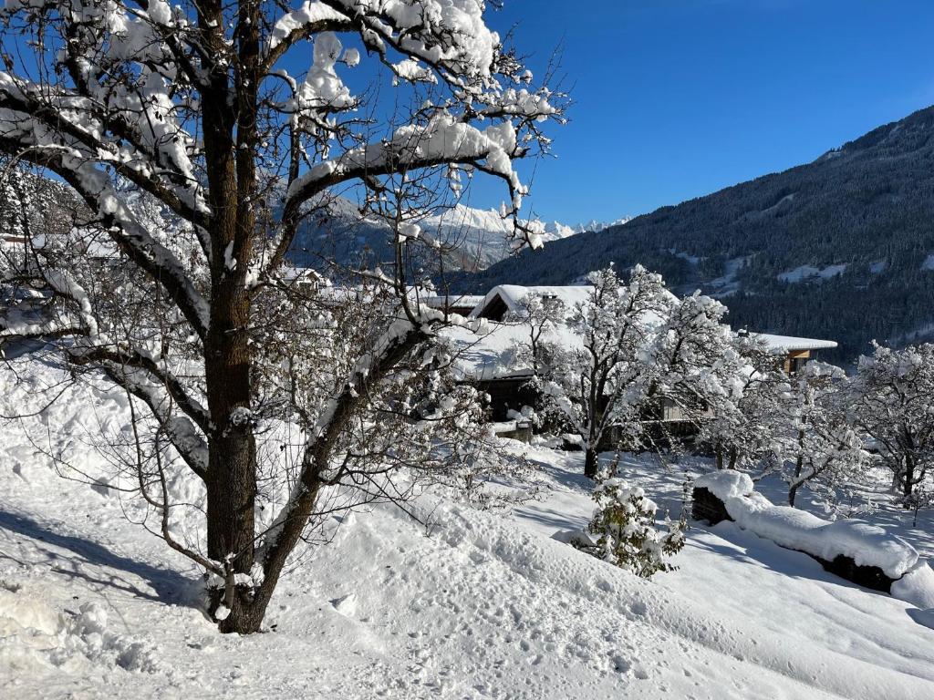 un árbol cubierto de nieve frente a una montaña en Traumapartment Murmeltier Tirol, en Grins