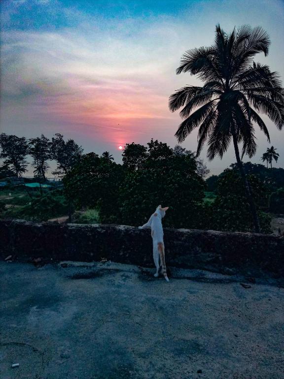 a person standing next to a wall with a palm tree at Dreamcatcher House & Hostel at Arambol Beach in Arambol