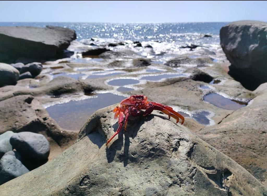 a crab sitting on a rock near the water at Villa Brisita in Granadilla de Abona