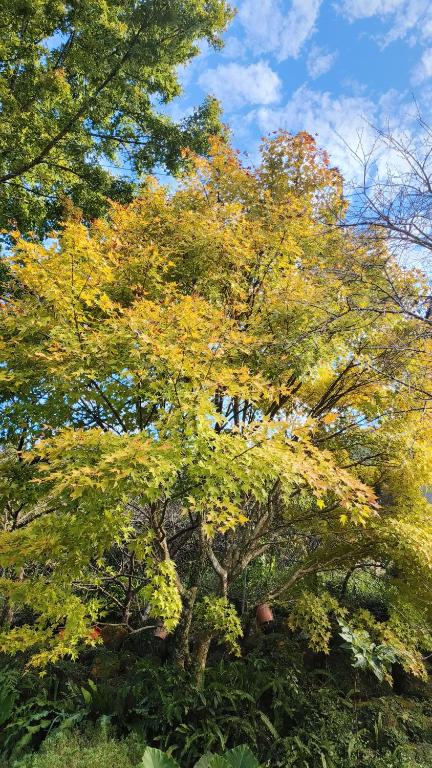 &#x4E09;&#x5CFD;&#x963F;&#x6842;&#x7684;&#x5BB6;&#x6C11;&#x5BBF;&#x5BA4;&#x5916;&#x82B1;&#x5712;