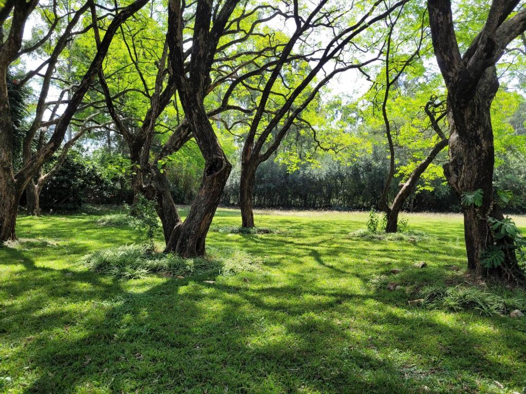 a group of trees in a field of grass at Boma Park Outdoor Event Space in Nairobi