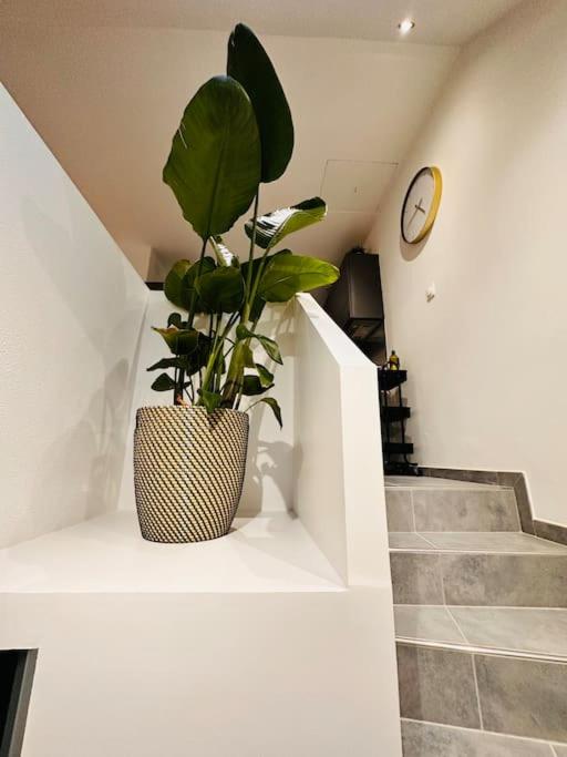 une plante en pot assise sur une étagère à côté d'un escalier dans l'établissement Superbe maison à proximité du centre de Strasbourg, à Bischheim