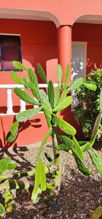 Zahrada ubytování Villa KIKI Ensenada