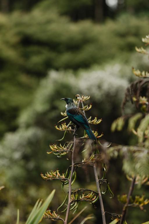 Buffalo Lodge - Resim 21