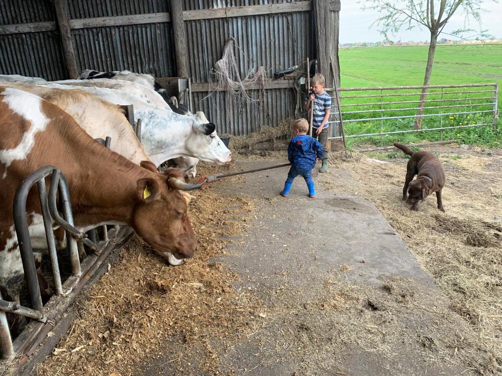 Un niño acaricia dos vacas en un zoológico. en Boerencamping Swarthoeve, en Wormer