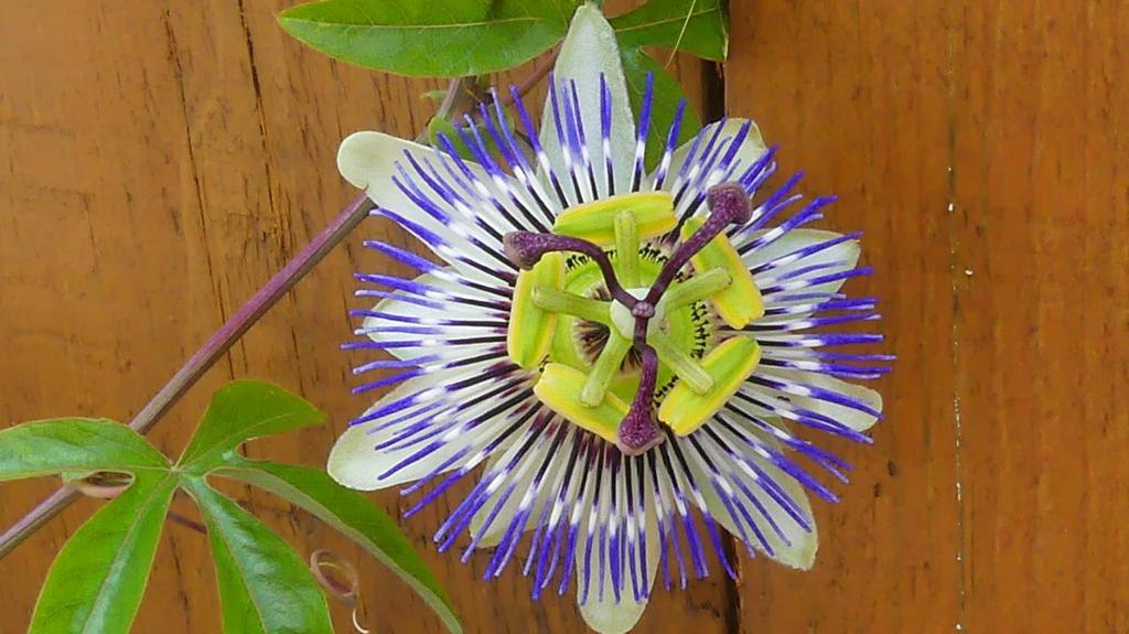 uma flor roxa e amarela com uma abelha em logement chez Nathalie & Eric em Mérignac