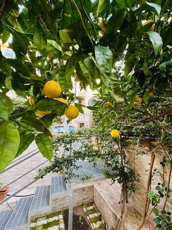 a bunch of oranges hanging from a lemon tree at Ferdirisa Vesuvio Home&Garden in San Giorgio a Cremano