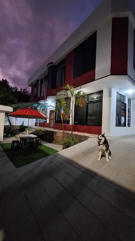 um gato sentado em frente a um edifício em Galápagos Brunette Suites em Puerto Ayora