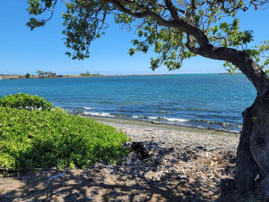 un árbol en una playa con el océano en Robbins Estate Haiku en Haiku
