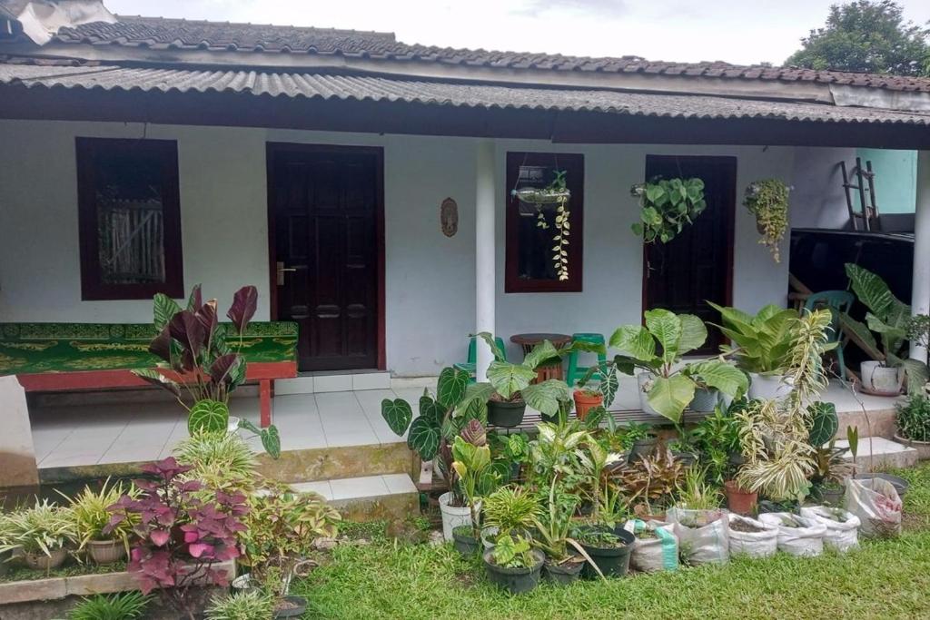 a house with a bunch of potted plants in front of it at Homestay Wijaya Mulya in Magelang