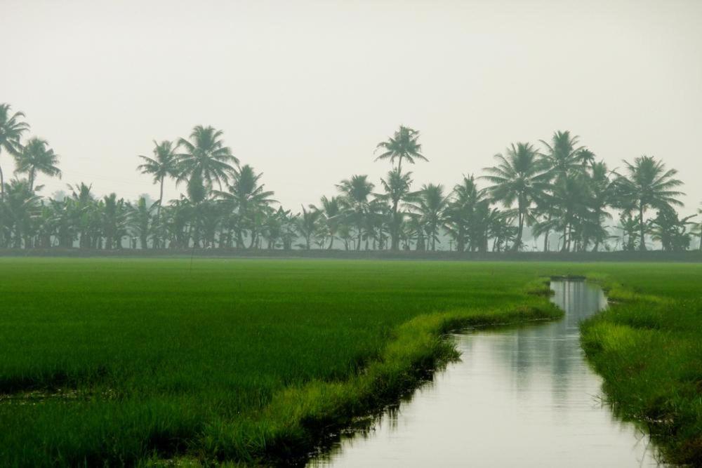 a river in a field with palm trees in the background at Green valley Alleppey in Alleppey
