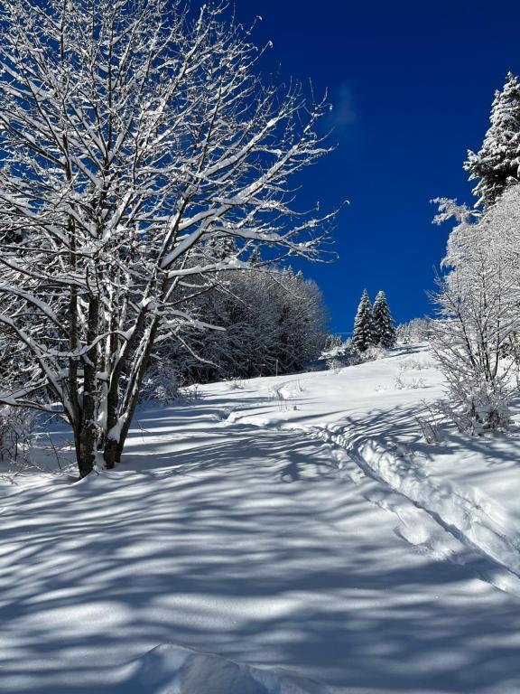 a snow covered path with trees and a blue sky at Appartement cosy, esprit chalet avec jolie vue in Saint-Gervais-les-Bains