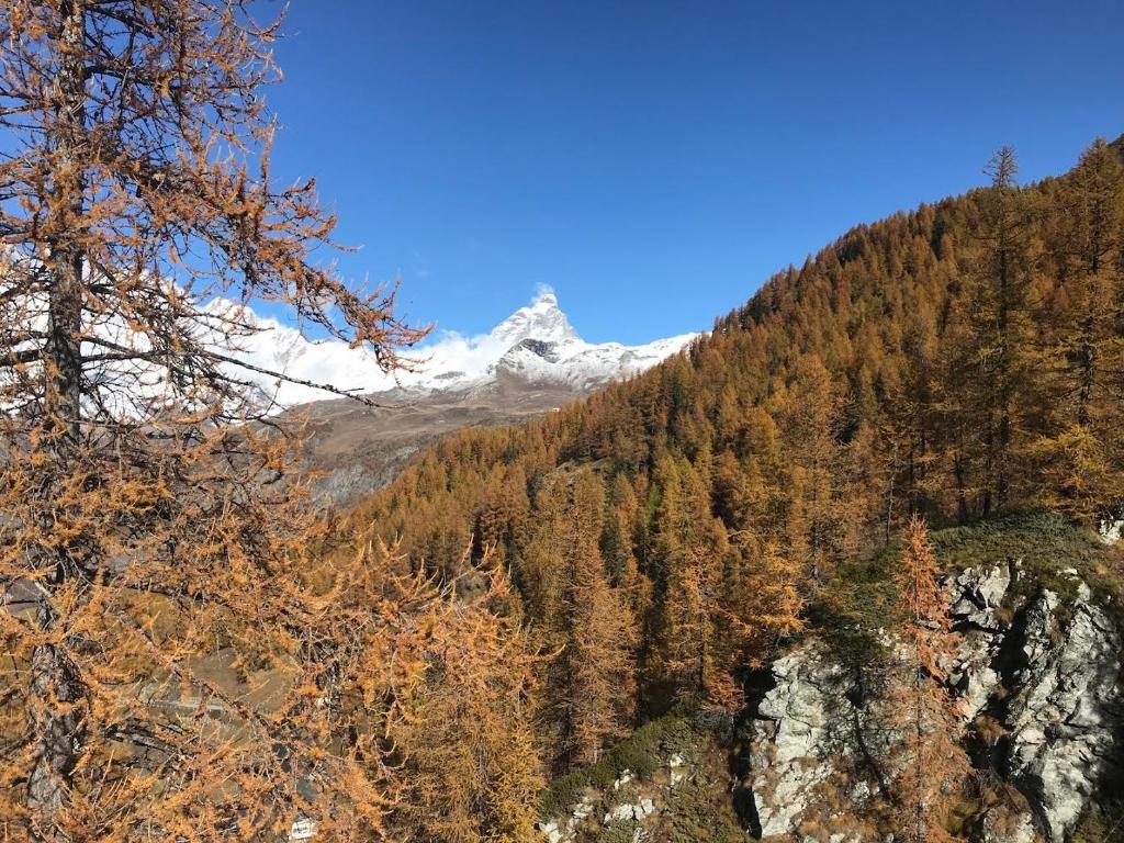 a snow covered mountain in the middle of a forest at appartamento Cervinia fronte Funivie CIR 0480 in Breuil-Cervinia