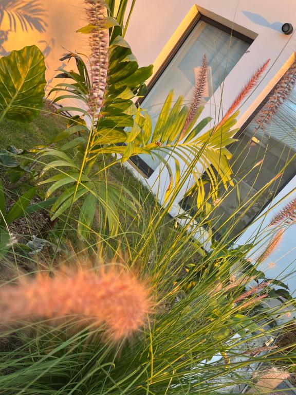 Zahrada ubytování L'Empreinte-Oasis de Sérénité au Coeur d'un jardin tropical