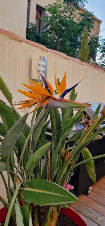 une fleur jaune et orange assise sur une plante dans l'établissement L'oiseau du paradis, à Narbonne