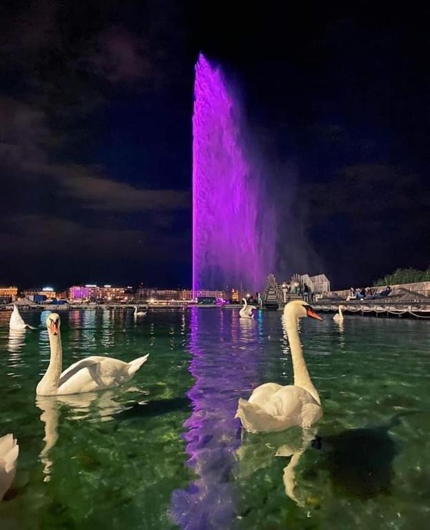 Lion BB Swiss - Resim 10