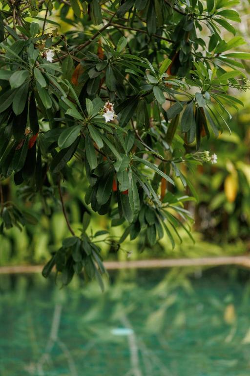 Villa White Queen Resort & Spa - 19