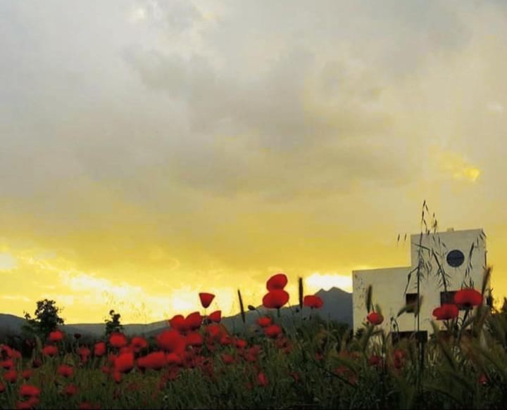 un campo de flores rojas con la puesta de sol en el fondo en Casa independiente, a tres km de Moratalla, en Moratalla