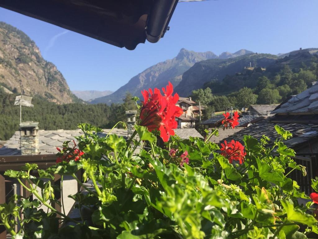 a bunch of red flowers in a bush with mountains in the background at Casevacanza Val d'Ayas in Challand Saint Anselme