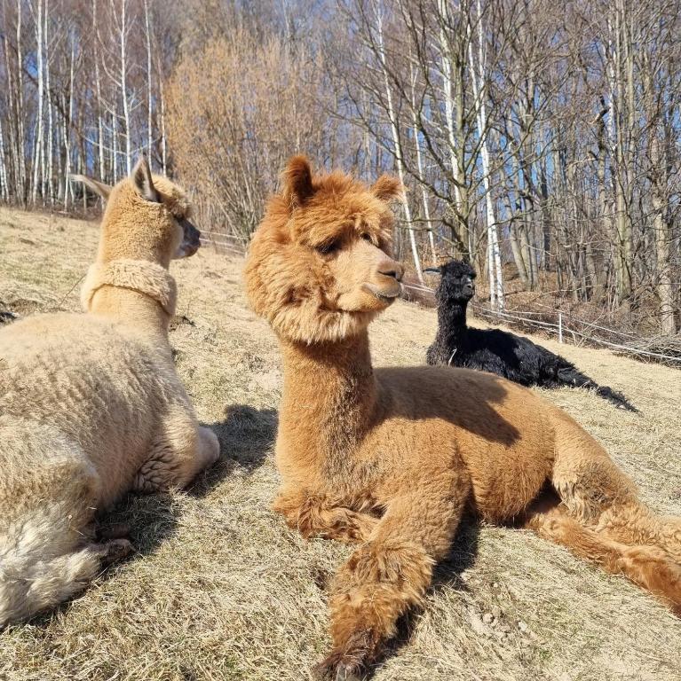 a group of llamas laying in a field at Zagroda AlpakoTerapii in Świeradów-Zdrój