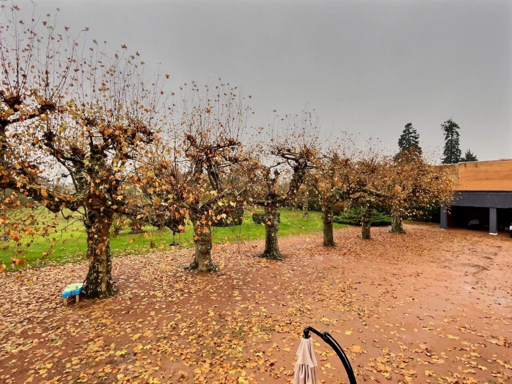 a row of apple trees in a field at &#39;&#39;Les Platanes&#39;&#39;de Miss.K Conciergerie in Gorrevod