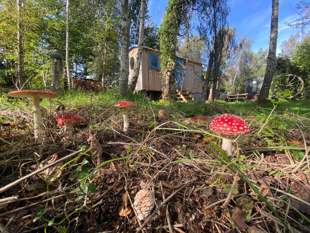 a group of mushrooms in front of a cabin at Sapphire forest garden shepherd’s hut in Church Stretton