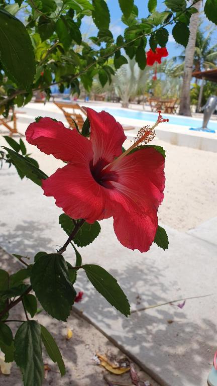 un fiore rosso su un albero di fronte a una piscina di Pousada Unidos a Jijoca de Jericoacoara
