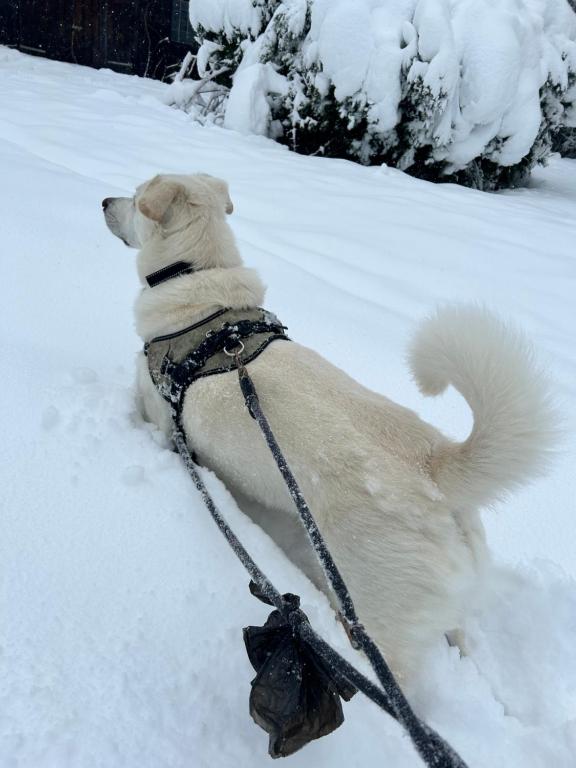 a white dog on a leash in the snow at Privatzimmer Hanna in Dießen am Ammersee