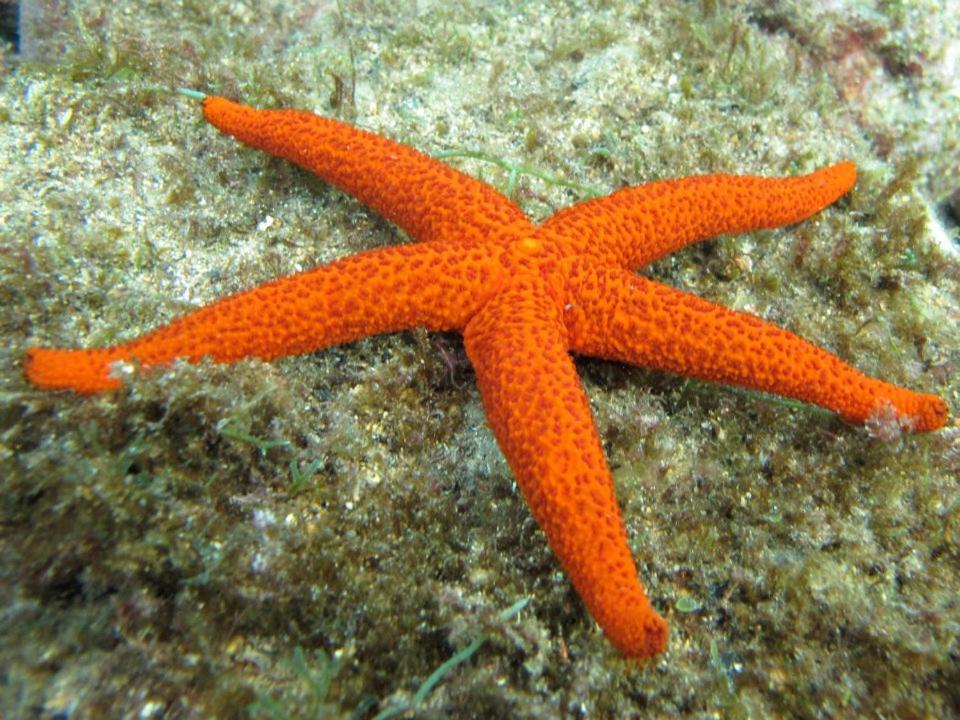 an orange starfish laying on a rock at La Petite Calanque in Marseille