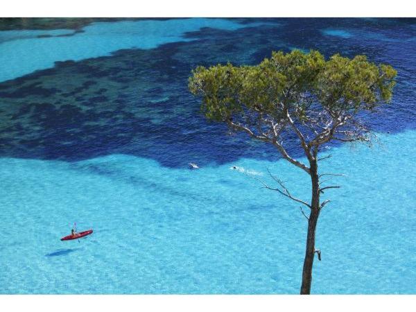a tree and a boat in the blue water at La Petite Calanque in Marseille