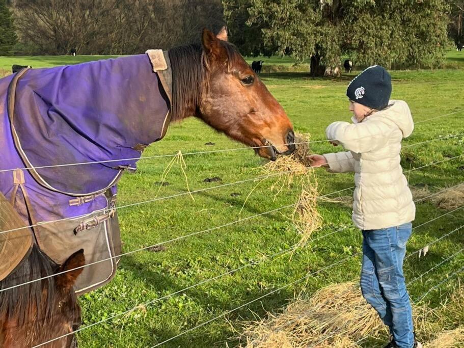 a young boy feeding a horse through a fence at Jilly Park Farm Hands-On Experience Discover Authentic Farm Life Complimentary Breakfast Included in Buln Buln