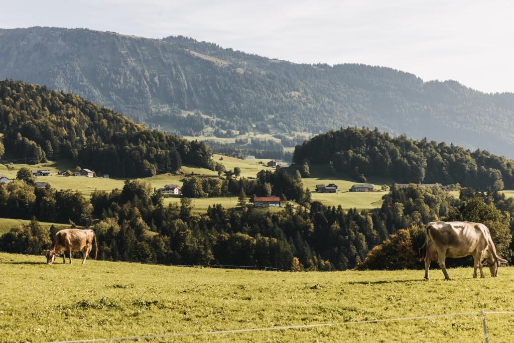 two cows grazing in a field with a mountain at Hotel Gasthof Wälderhof in Lingenau