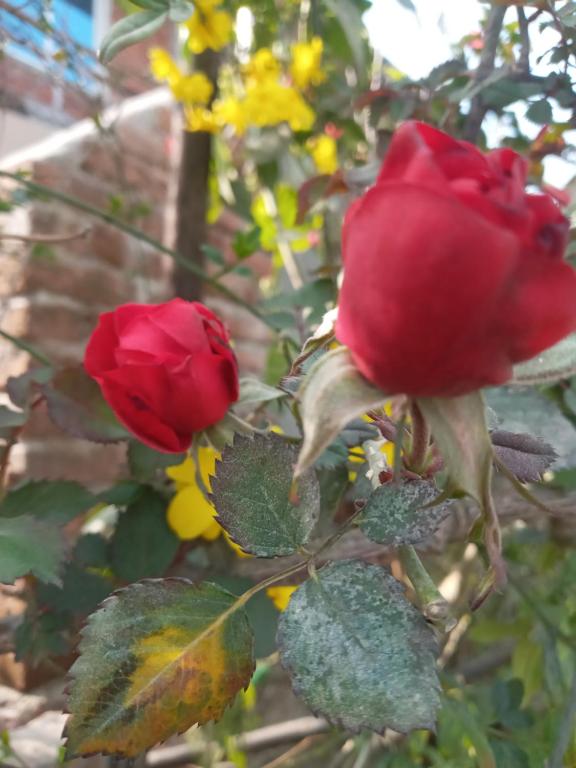 two red roses on a bush with yellow flowers at Unique point home stay in Nagarkot