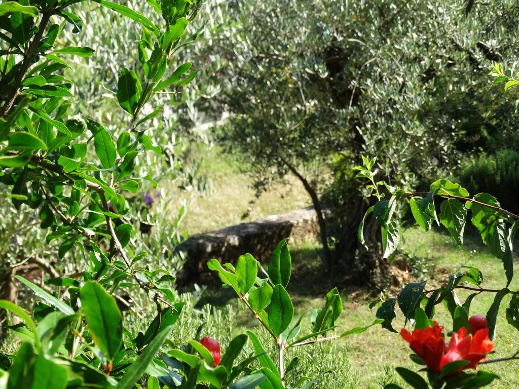 A garden outside Apartment Sopta