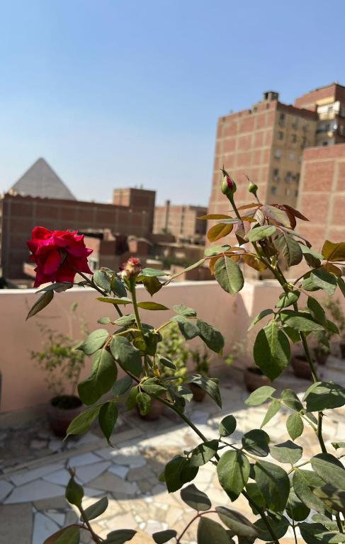 Fotografie z fotogalerie ubytování pyramid view inn v Káhiře