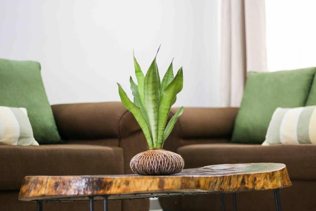 a plant sitting on a coffee table in a living room at Casa Alma in Liberia