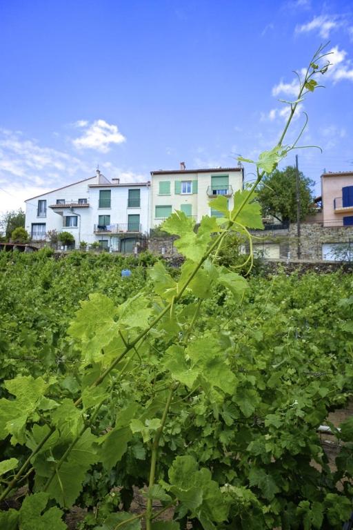 Le Clos Saint Elme - Appartamento Con Terrazza (2 Adulti)