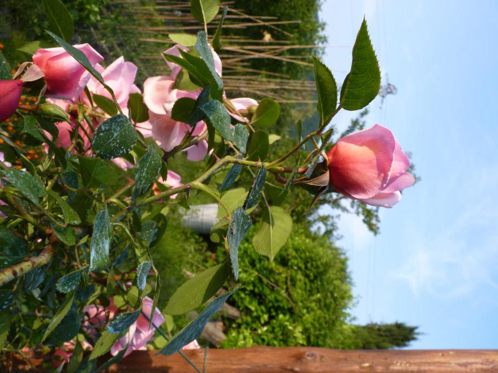 Vonkajšia záhrada v ubytovaní B&B The Roses Garden