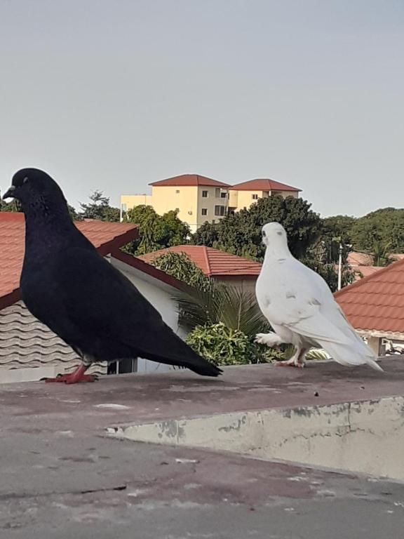 zwei auf einem Dach stehende Vögel in der Unterkunft Sunshine Villa House in Brufut