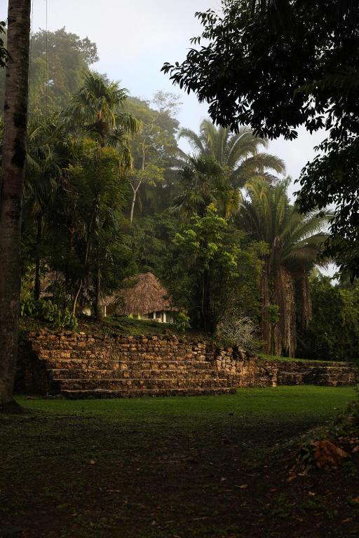 a stone wall with palm trees and a house at Jade Jungle Resort in Teakettle Village