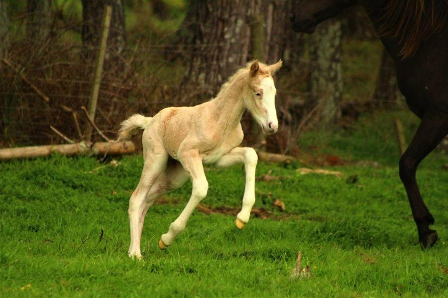 Sherwood Ranch Cottages - 403 Woodbank Road - Resim 9