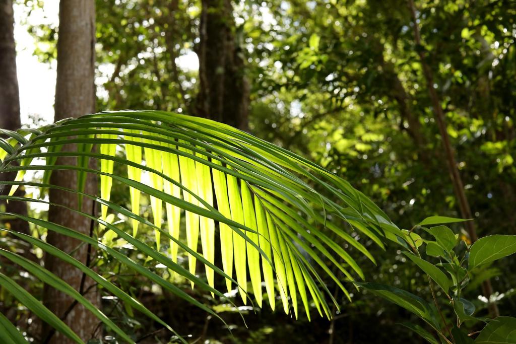 Zahrada ubytování Mt Warning Rainforest Park