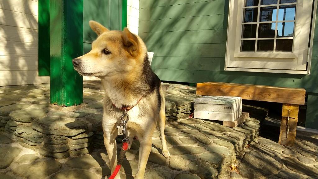 大村市的住宿－鉢巻山荘，站在建筑物前的棕色狗