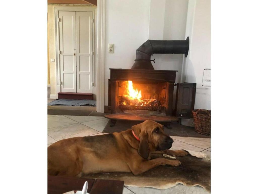 にあるNice apartment in Hesse with relaxation areaの暖炉の前に寝た犬