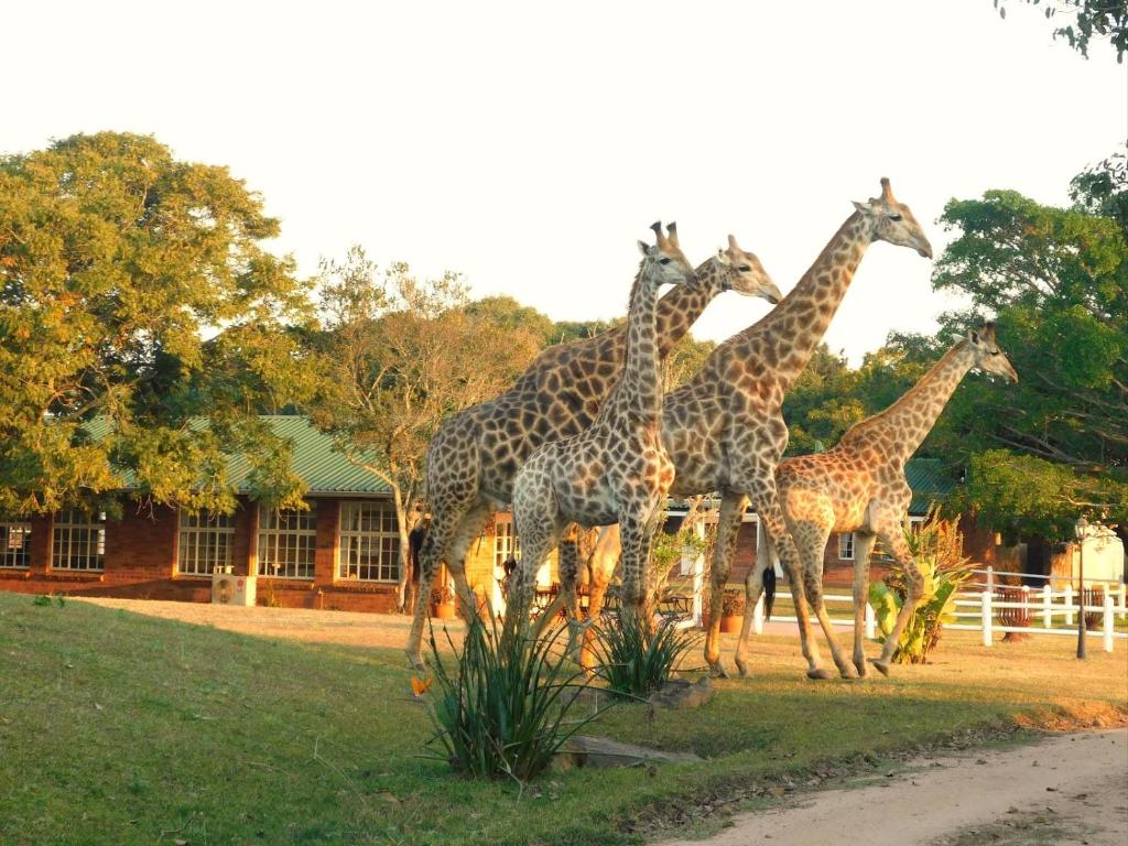 a group of giraffes standing next to a fence at Fountainhill Estate Accommodation in Wartburg