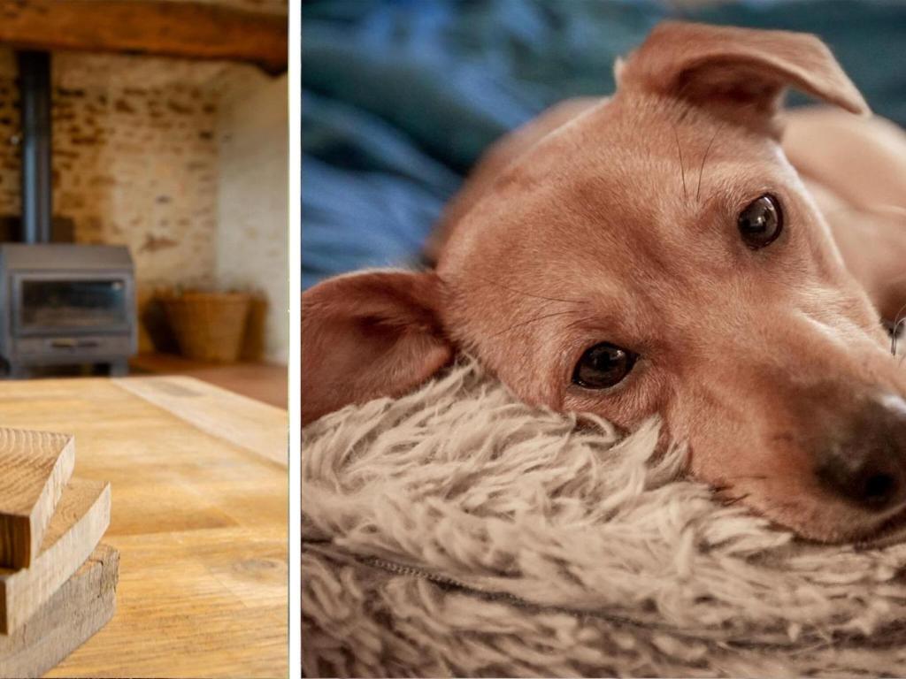 a brown dog laying on a blanket next to a table at Rustic holiday home in Loubejac with jacuzzi in Loubejac