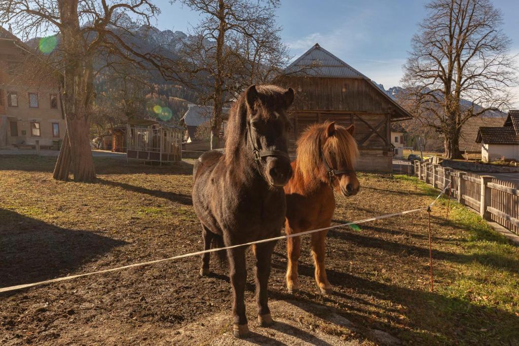 Zvířata v apartmánu nebo okolí